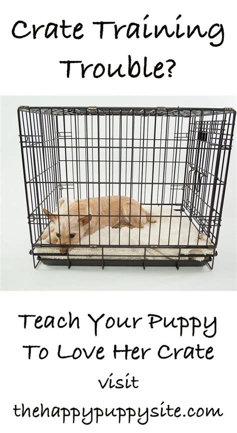 Dog Crate Training 2025: The Ultimate Guide