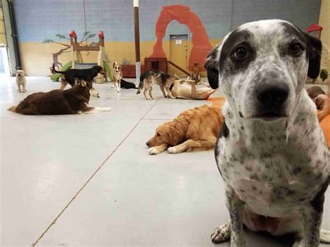 Dog Daycare Salt Lake City UT: The Ultimate Guide for 2023