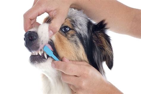 Dog Dental Care and Hygiene VS Bad Breath: Everything You Need to Know in 2025