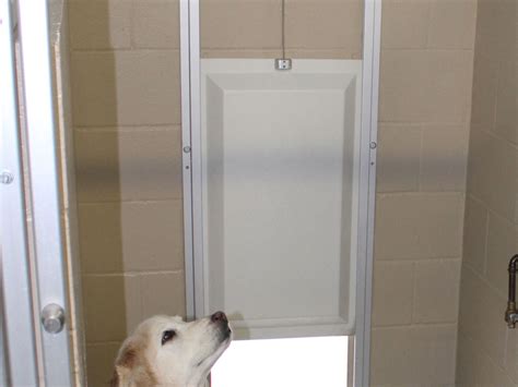 Dog Doors for Doors: Insulated and Energy-Efficient Solutions for Your Furry Friend