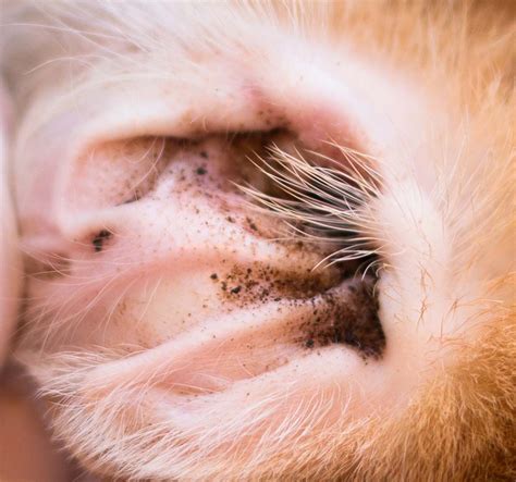 Dog Ear Mites Treatment: A Comprehensive Guide to Eradicating Parasites and Restoring Canine Comfort