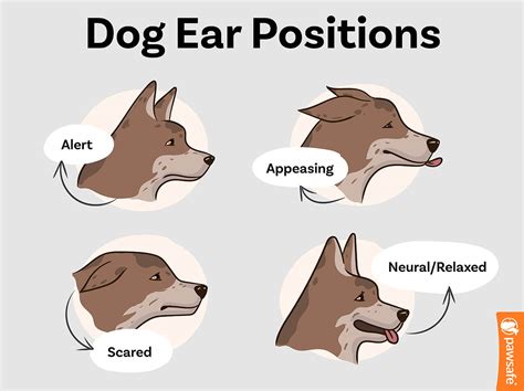 Dog Ear Positions Chart With Pictures