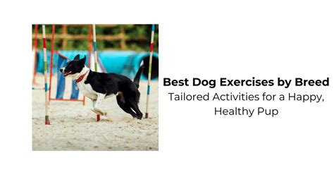 Dog Exercise and Fitness Routines for a Healthier 2025