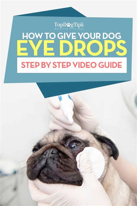 Dog Eye Drops: Essential Guide for Pet Owners