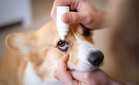 Dog Eye Ointment for Conjunctivitis: A Comprehensive Guide for Pet Parents