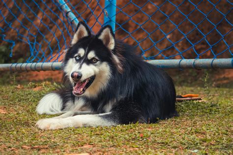 Dog Fence for Large Dogs: Your Comprehensive Guide