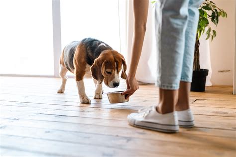 Dog Food Fit for Humans: The Ultimate Guide to 2025 and Beyond