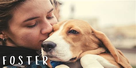 Dog Fostering vs. Volunteer Work: The Power of Compassion in 2025