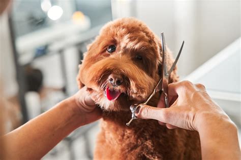 Dog Grooming Career