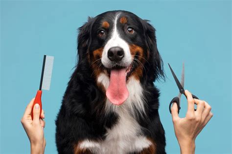 Dog Grooming Styles and Trends: 2025 and Beyond