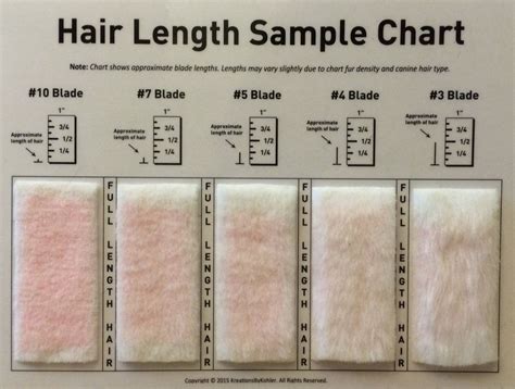 Dog Hair Length Chart