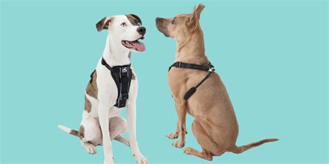 Dog Harnesses vs Collars: The Battle of the Best in 2025