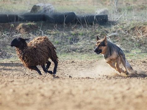 Dog Herding Behavior and Exercise: 2025 Outlook