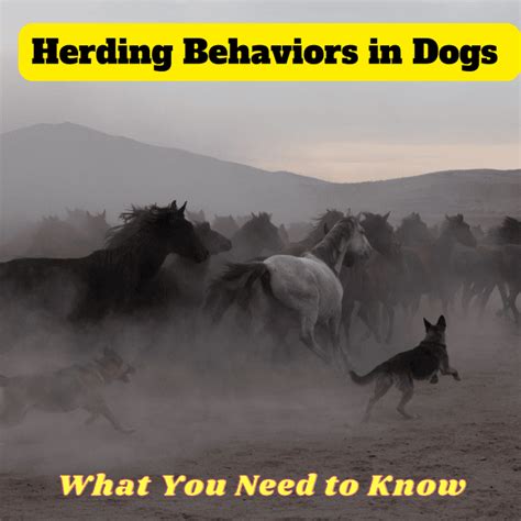 Dog Herding Behavior and Intelligence: A 2025 Perspective