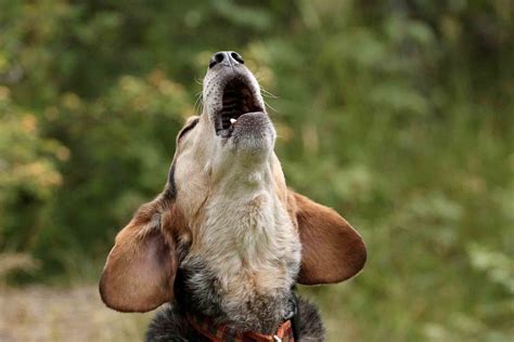 Dog Howling: A Comprehensive Guide to the Sounds That Trigger Your Canine Companion