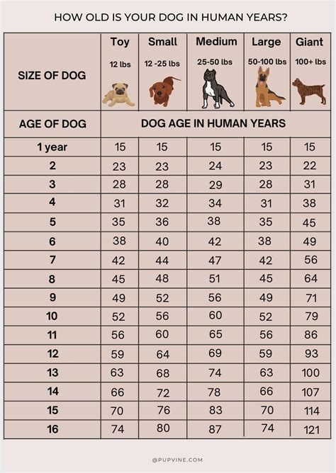 Dog Human Years Chart