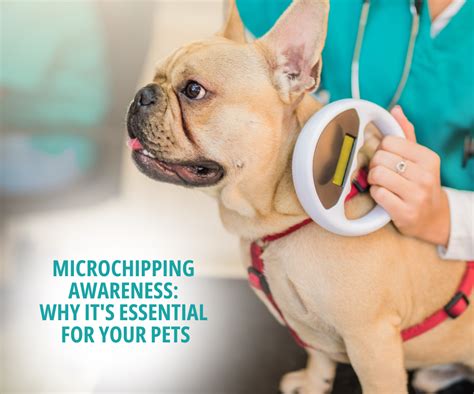 Dog Identification and Microchipping: Essential Tools for 2025