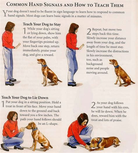 Dog Instruction to Do Tricks How to Give an Instruction to Training Dog to Do Tricks Doc