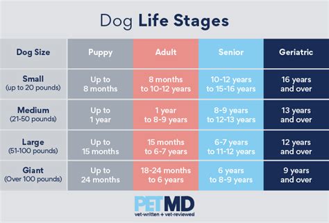 Dog Life Stages Chart