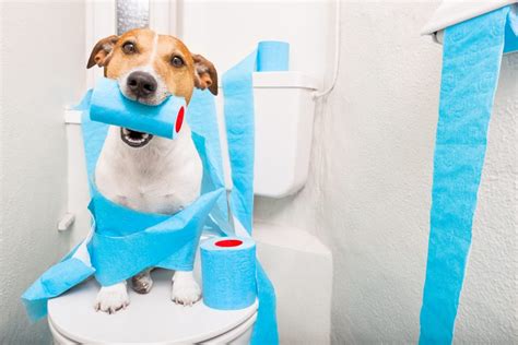 Dog Litter Training 101: The Ultimate Guide to 2025