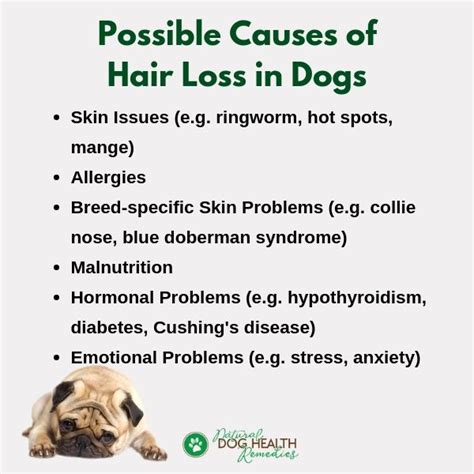 Dog Losing Hair in Spots: A Comprehensive Guide to Causes, Treatments, and Prevention