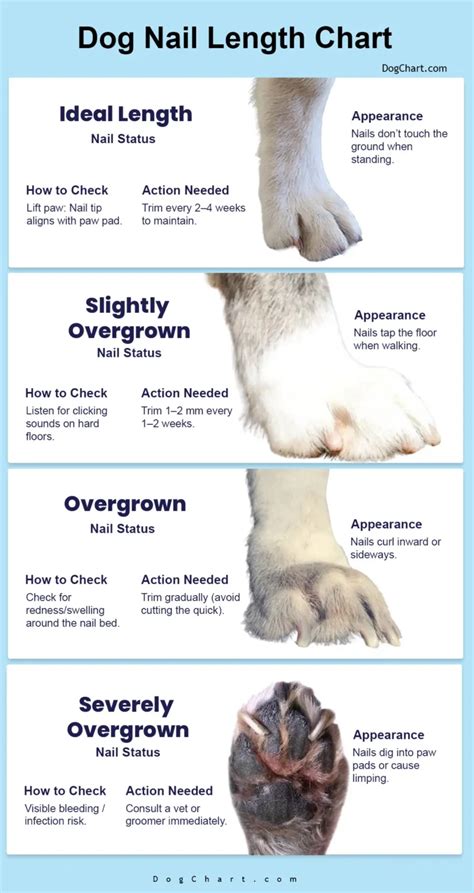 Dog Nail Length Chart With Pictures