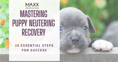 Dog Neuter Recovery Time: A Comprehensive Guide to Post-Operative Care