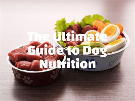 Dog Nutrition and Coat Health: The Ultimate 2025 Guide VS