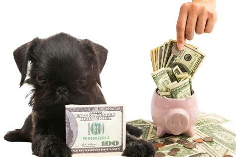 Dog Parenting vs. Budgeting: A Comprehensive Guide to 2025