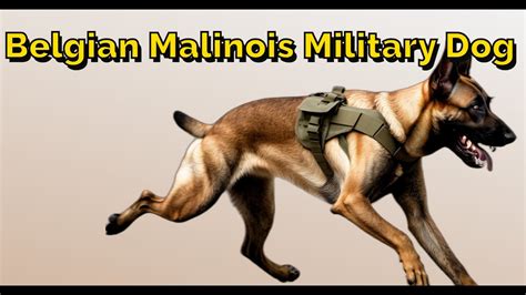 Dog Police and Military Training: Unleashing the Power of Canine Warriors in 2025