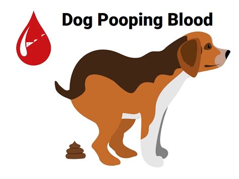 Dog Pooping Blood: Causes, Signs, and Treatment