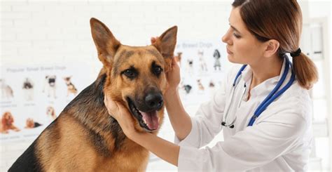 Dog Pyrantel: A Comprehensive Guide to Deworming Your Furry Friend