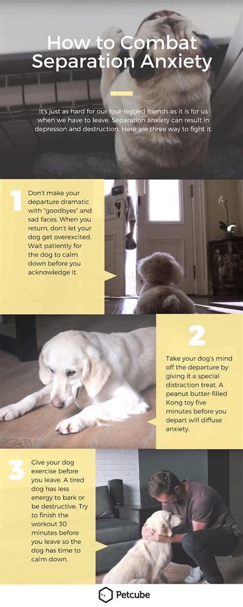 Dog Separation Anxiety How to Detect Cure and Prevent Epub