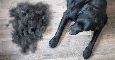 Dog Shedding VS Grooming: The 2025 Guide