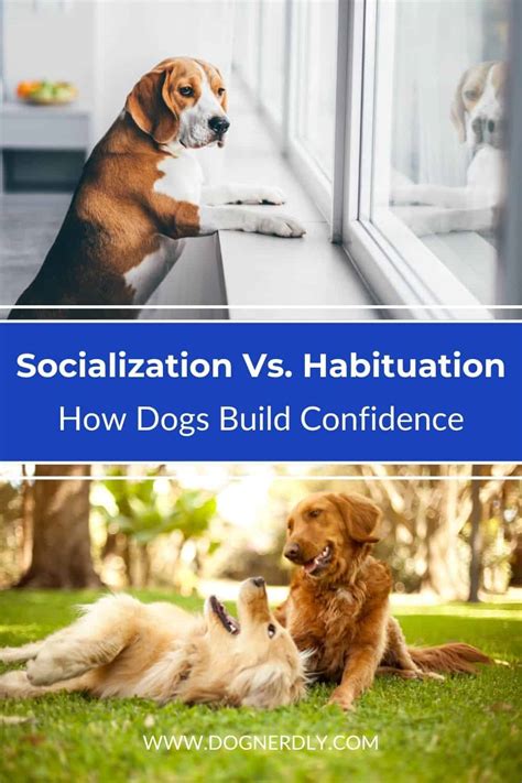 Dog Socialization for Dogs with Disabilities: 2025 VS 2022