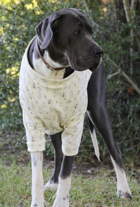 Dog Sweatshirt with Pocket: A Snuggly Essential for Your Furry Friend