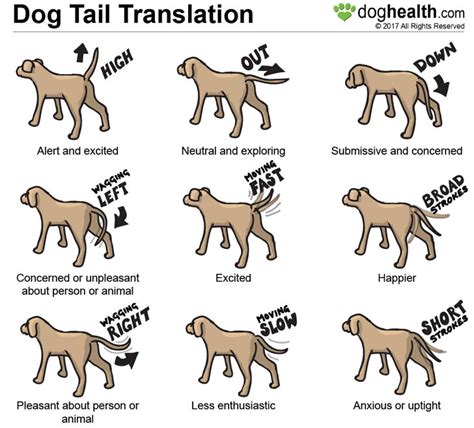 Dog Tail Meaning Chart