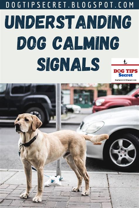 Dog That Called the Signals