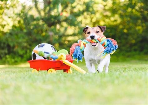 Dog Toys and Play for Puppies: Essential Elements for 2025