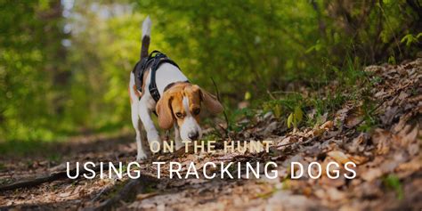 Dog Tracking VS Trailing Training: Unlocking Your Dog's Superpower in 2025