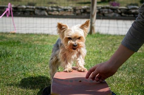 Dog Training: Emily's Feet Pave the Way to Canine Obedience