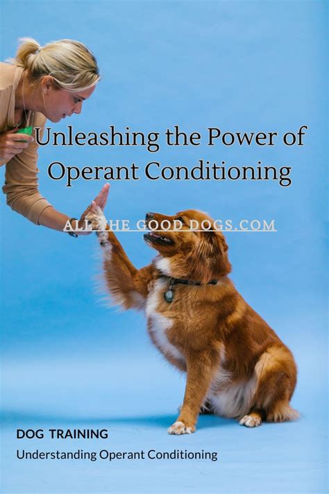 Dog Training: Unleashing the Power of Marleekai