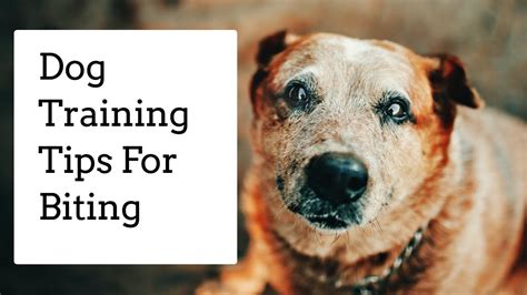 Dog Training Advice Biting Epub