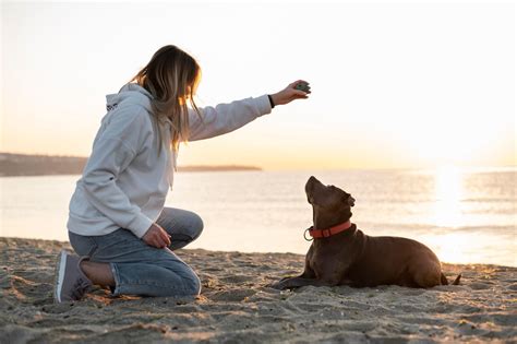 Dog Training Enlightenment with twoscottishboys: Unveiling the Secrets of a Harmonious Bond