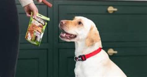 Dog Training Made Easy with xxx888: Unleash Your Pet's Potential