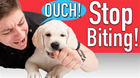 Dog Training Stop Puppy Biting Kindle Editon