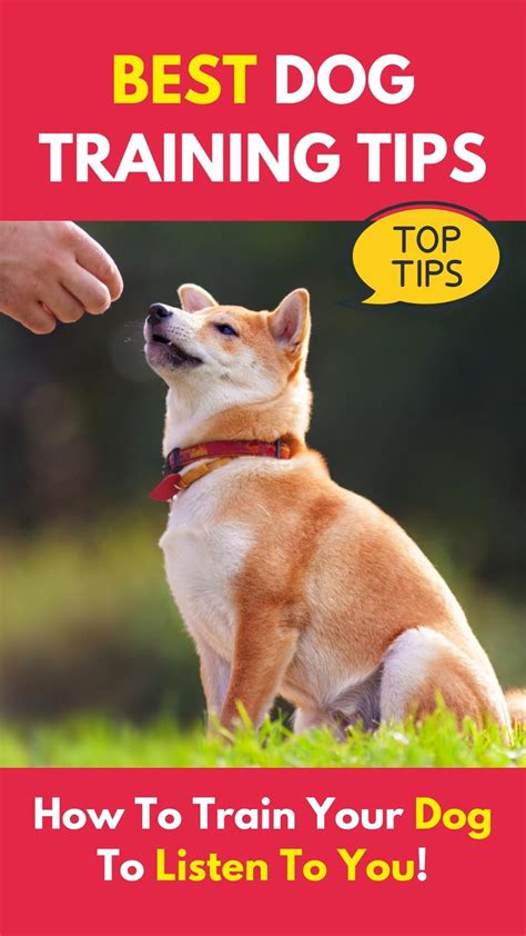 Dog Training Tips At Home PDF