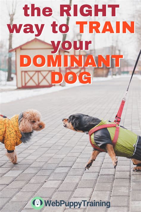 Dog Training Tips For Dominant Dogs Reader