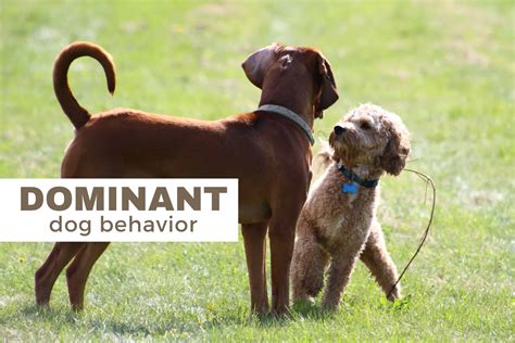 Dog Training Tips For Dominant Dogs Reader