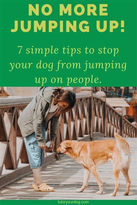 Dog Training Tips For Jumping Up Doc